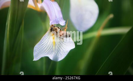 Honigbiene und wunderschöne Irisblume, Frühling Sommersaison, wilde Naturlandschaft, Banner, Schönheit in der Natur. Honigbiene auf Iris Blume sammelt polle Stockfoto