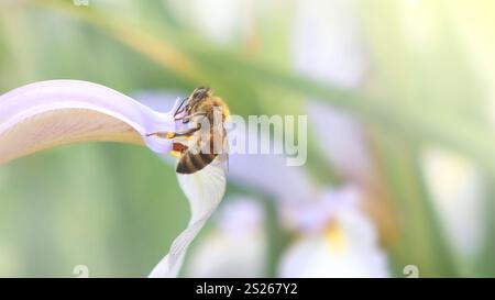 Honigbiene und wunderschöne Irisblume, auf verschwommenem natürlichen Hintergrund Sommersaison, Banner, Schönheit in der Natur. Stockfoto