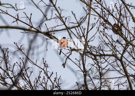 Roter Vogel Eurasischer Bullfink (Pyrrhula pyrrhula), der auf einem Zweig der Gelderrose (Viburnum opulus) sitzt und im Winter rote Früchte isst Stockfoto