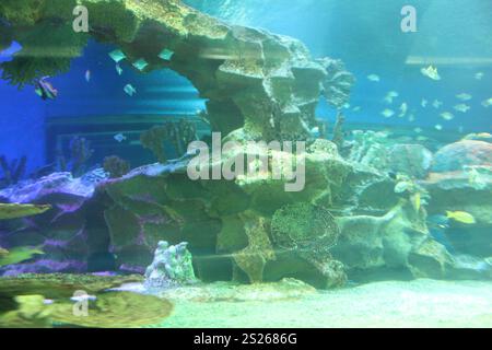 Heniochus acuminatus Fische schwimmen in der seitlichen Sicht des Wassers. Das Leben im Aquarium. Stockfoto