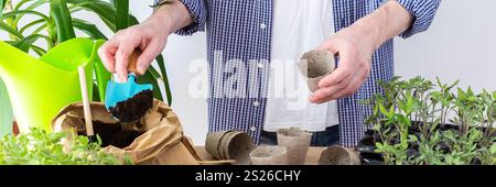 Ein Mann pflanzt junge Tomaten- und Paprikensetzlinge in Öko-Töpfe um, pflanzt Setzlinge aus Plastikbehältern in Torftöpfe, Prepa Stockfoto