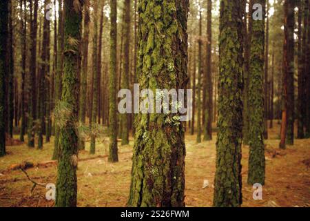 EUROPA, SPANIEN, Atlantischer Ozean, KANAISCHE Inseln, Kanaren, Teneriffa, Insel, landschaft, wald, Forst, AUFFORSTEN, Wirtschaft, HOLZPLANTAGE, STAMM Stockfoto