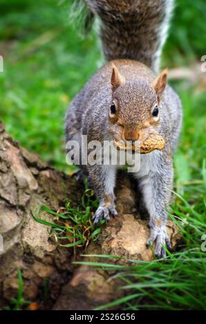 Graues Eichhörnchen, Sciurus carolinensis, Kamera mit Affennuss im Mund, Tottenham Green, Nord-London, England, im Frühjahr. Stockfoto