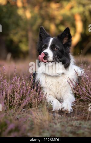 Vertikales Porträt von Border Collie mit ausstehender Zunge in Pink Heather. Haustier-Porträt des Schwarzen und Weißen Hundes in der Blumenwiese. Stockfoto