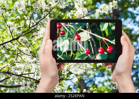 Gartenkonzept – Landwirt fotografiert ein Bild von Zweig mit reifer Kirsche mit weißblühendem Kirschbaum auf dem Hintergrund auf dem Smartphone Stockfoto