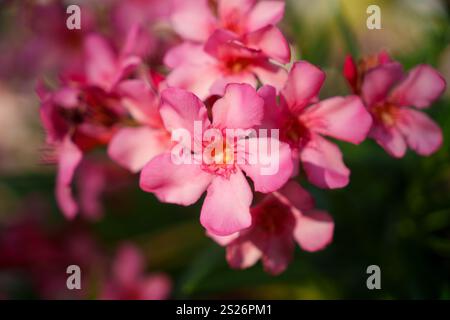 Ein atemberaubendes Schauspiel wunderschöner rosafarbener Blumen in voller Blüte, aufgenommen auf fesselnde Weise Stockfoto