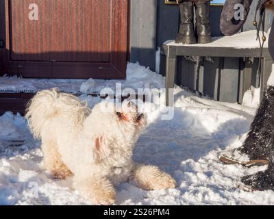 Flauschige weiße Bichon Frise tummelt sich verspielt im glitzernden Schnee neben rustikalen Holztreppen und fängt pure Winterfreude und Hundebegeisterung ein Stockfoto