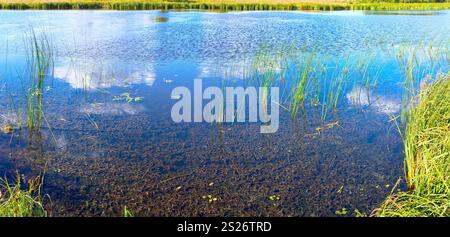 Sommer rushy Panoramablick auf den See mit Wolken Reflexionen. Stockfoto