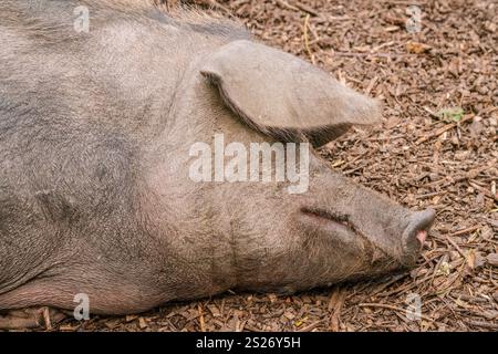 Kunekune Schwein, das auf einem Bett aus Holzspänen ruht und mit seinen einzigartigen Eigenschaften und seinem entspannten Auftreten die Ruhe verkörpert und eine ruhige Szene in einem ländlichen Raum schafft Stockfoto