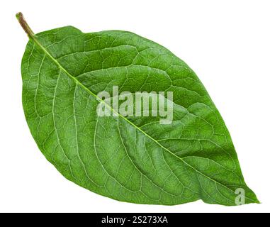 grünes Blatt von Syringa Josikaea (Syringa, Flieder, ungarische Flieder) isoliert auf weißem Hintergrund Stockfoto