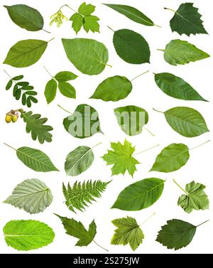 Set von farbigen grünen Blättern isoliert auf weiß - Hawberry, Ahorn, Acer, sambucus, Holunder, Birke, Farn, fraxinus, Esche, Eiche, acorn, Pfefferminze, Hone Stockfoto