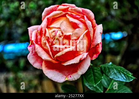 Großaufnahme einer orangen Rose in einem pariser Park, mit Blättern. Stockfoto