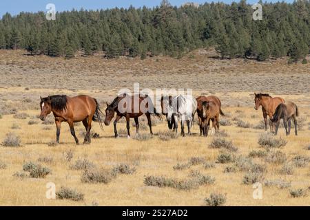Wild Horse, Mustangs, American West, Kalifornien Stockfoto