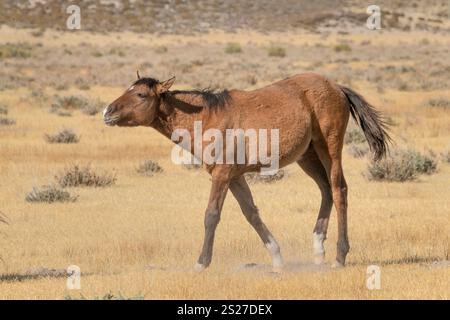 Wild Horse, Mustangs, American West, Kalifornien Stockfoto