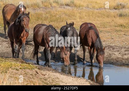 Wild Horse, Mustangs, American West, Kalifornien Stockfoto