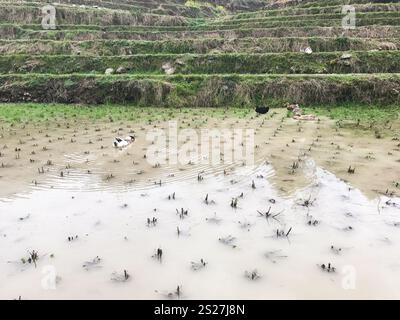 Reise nach China - Enten im Wasser auf Reisfeld in der Dazhai Unze der Longsheng Reisterrassen (Dragon's Backbone Terrace, Longji Reisterrassen) Stockfoto