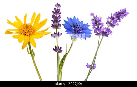 Lavendelarnika und Kornblume isoliert auf weißem Hintergrund Stockfoto