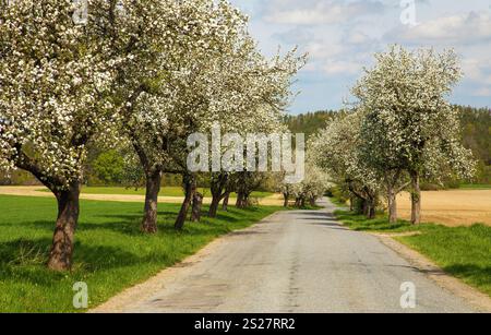 Blick auf die Straße im Frühling und eine blühende Apfelbaumallee Stockfoto