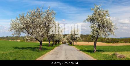 Blick auf die Straße im Frühling und eine blühende Apfelbaumallee Stockfoto