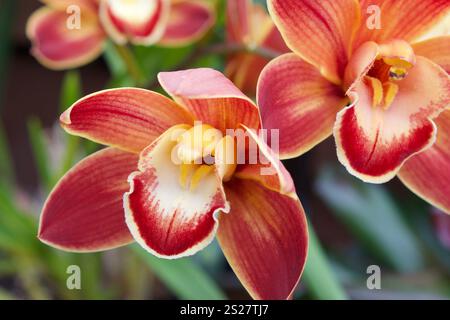 Nahaufnahme eines Fotos der rot-orangen Orchideenblume Stockfoto