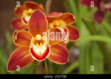 Nahaufnahme eines Makrofotos der blühenden rot-orangen Bootsorchideenblume Stockfoto