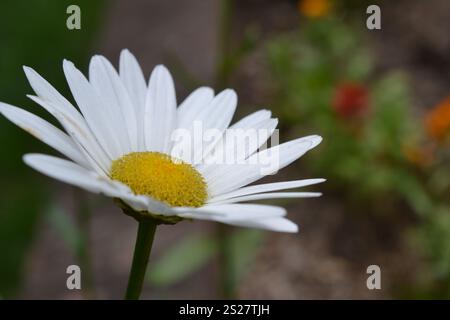 Weißes gewöhnliches Gänseblümchen Nahaufnahme-Makrofoto, das in einem Garten aufgenommen wurde Stockfoto