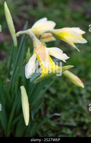 Narcissus pseudonarcissus „Lobularis“, Stockfoto