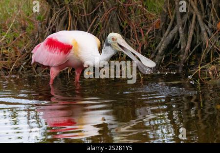 Rosenlöffelschnabel (Platalea ajaja) auf der Suche in ruhigem Wasser Stockfoto