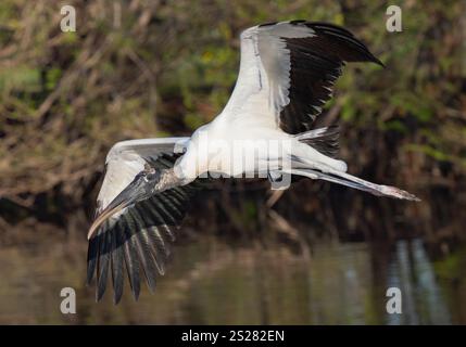 Holzstorch (Mycteria americana) im Flug. Der Holzstorch wird von der IUCN als „am wenigsten besorgniserregend“ eingestuft, in den USA jedoch als „bedroht“ eingestuft Stockfoto