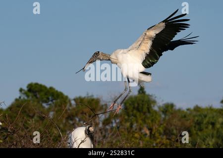 Holzstorch (Mycteria americana), der mit Nestmaterial ins Nest zurückkehrt. Der Holzstorch wird von der IUCN als „am wenigsten besorgniserregend“ eingestuft, ist aber c Stockfoto