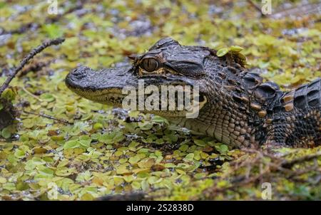 Amerikanischer Alligator (Alligator mississippiensis). Nahaufnahme von Baby-Alligator bei Entenweed/. Stockfoto