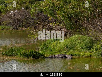 Amerikanischer Alligator (Alligator mississippiensis) in einer Mangrovenlagune Stockfoto