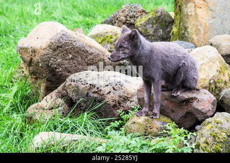 Reisen nach Island - Arctic fox im Sommer Fell Färbung in öffentlichen Park in laugardalur Tal der Stadt Reykjavik im September Stockfoto