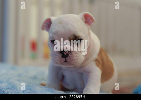 Weißer Bulldogge-Welpe sitzt auf einer blauen Decke und schießt einen seitlichen Blick Stockfoto