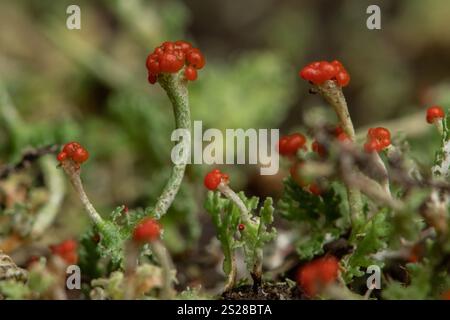 Ein extremes Makro, das Details von Flechten aus nächster Nähe zeigt. Stockfoto