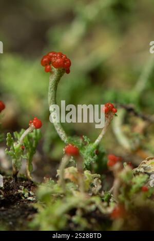 Ein extremes Makro, das Details von Flechten aus nächster Nähe zeigt. Stockfoto