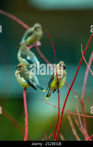 Eine Gruppe von Cedar Wachsflügeln (Bombycilla cedrorum), die in einem Korallenahornbaum in Kirkland, Washington State, USA, thront. Stockfoto