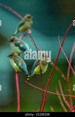 Eine Gruppe von Cedar Wachsflügeln (Bombycilla cedrorum), die in einem Korallenahornbaum in Kirkland, Washington State, USA, thront. Stockfoto