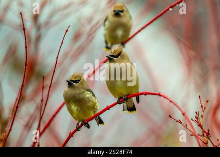 Eine Gruppe von Cedar Wachsflügeln (Bombycilla cedrorum), die in einem Korallenahornbaum in Kirkland, Washington State, USA, thront. Stockfoto