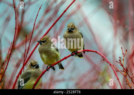 Eine Gruppe von Cedar Wachsflügeln (Bombycilla cedrorum), die in einem Korallenahornbaum in Kirkland, Washington State, USA, thront. Stockfoto