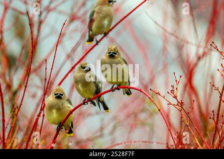 Eine Gruppe von Cedar Wachsflügeln (Bombycilla cedrorum), die in einem Korallenahornbaum in Kirkland, Washington State, USA, thront. Stockfoto