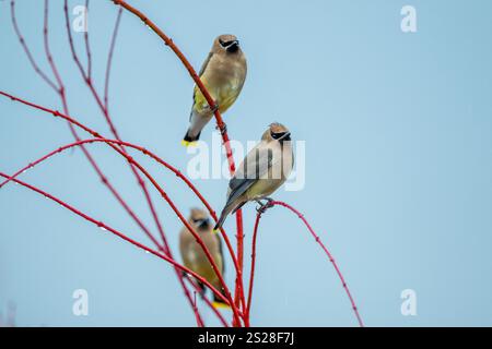 Eine Gruppe von Cedar Wachsflügeln (Bombycilla cedrorum), die in einem Korallenahornbaum in Kirkland, Washington State, USA, thront. Stockfoto