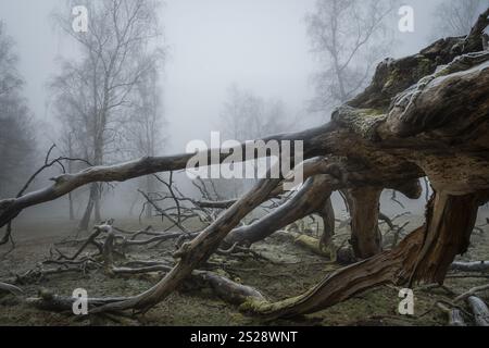 Knorriger Stamm einer alten, blitzgespaltenen, einsamen Eiche an einem kalten und nebeligen Tag, Hohenlohe, Baden-Württemberg, Deutschland, Europa Stockfoto