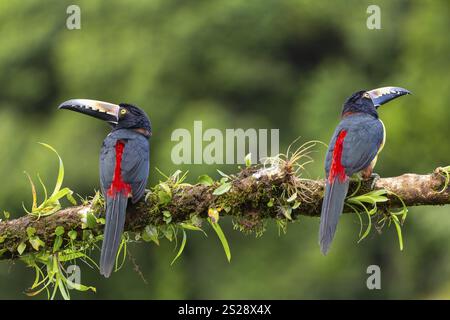 Aracari mit Kragen (Pteroglossus torquatus), Tucans (Ramphastidae), Laguna del Lagarto Lodge, Alajuela, Costa Rica, Mittelamerika Stockfoto