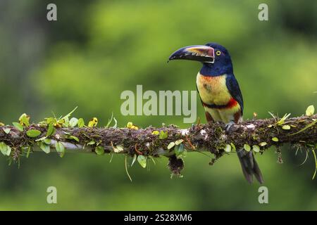 Aracari mit Kragen (Pteroglossus torquatus), Tucans (Ramphastidae), Laguna del Lagarto Lodge, Alajuela, Costa Rica, Mittelamerika Stockfoto