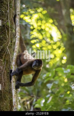 Geoffroys Spinnenaffen (Ateles geoffroyi) klettert auf einen Baum im Dschungel, Tortuguero Nationalpark, Costa Rica, Mittelamerika Stockfoto