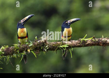 Aracari mit Kragen (Pteroglossus torquatus), Tucans (Ramphastidae), Laguna del Lagarto Lodge, Alajuela, Costa Rica, Mittelamerika Stockfoto