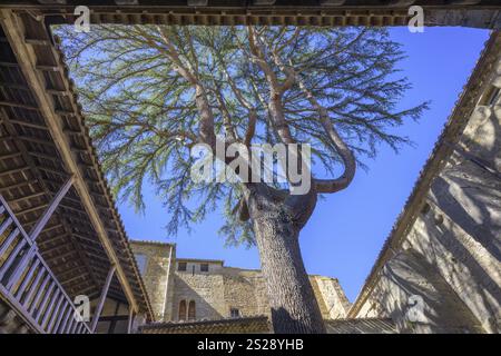 Innenhof mit Baum in der Abtei Sainte Marie in Lagrasse, Departement Aude, Frankreich, Europa Stockfoto