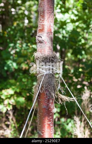 Anbinden von Neu planded Baum im städtischen Park im Herbst Stockfoto