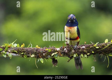 Aracari mit Kragen (Pteroglossus torquatus), Tucans (Ramphastidae), Laguna del Lagarto Lodge, Alajuela, Costa Rica, Mittelamerika Stockfoto